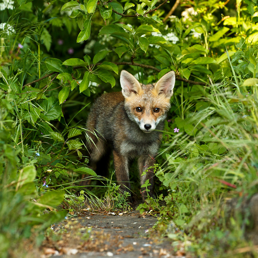2105182005181775.jpg - Fox cub on a sunny afternoon at 10-11 weeks old.