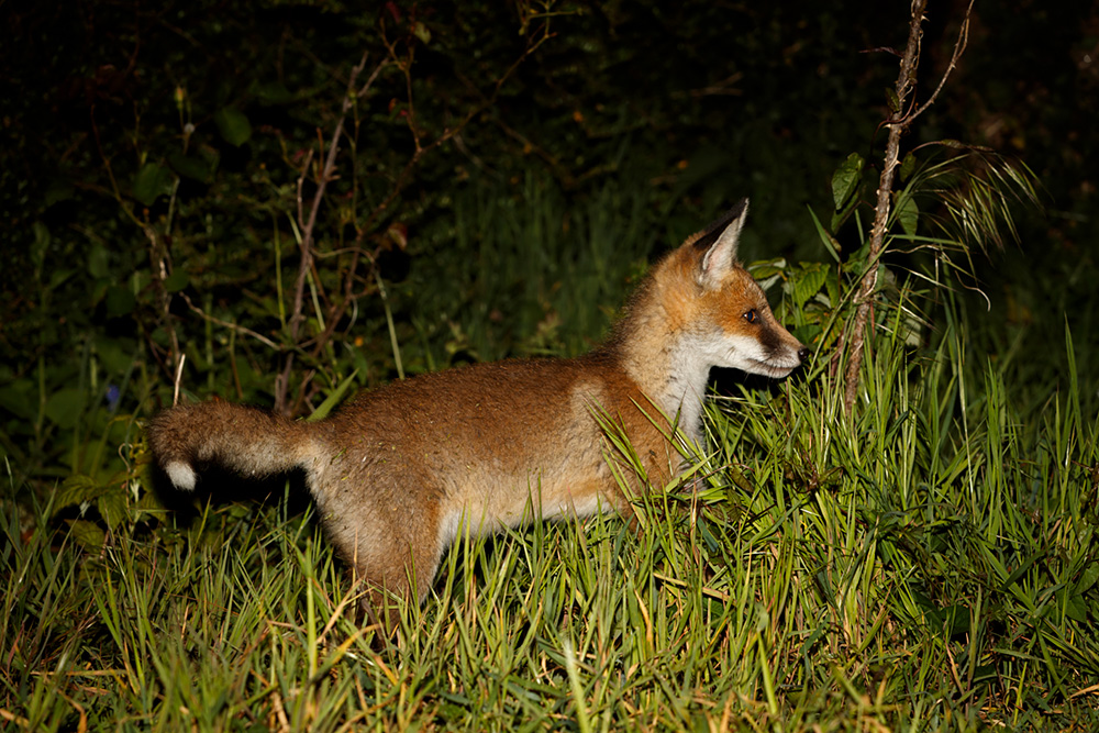 2105192005197370.jpg - Fox cub in the garden