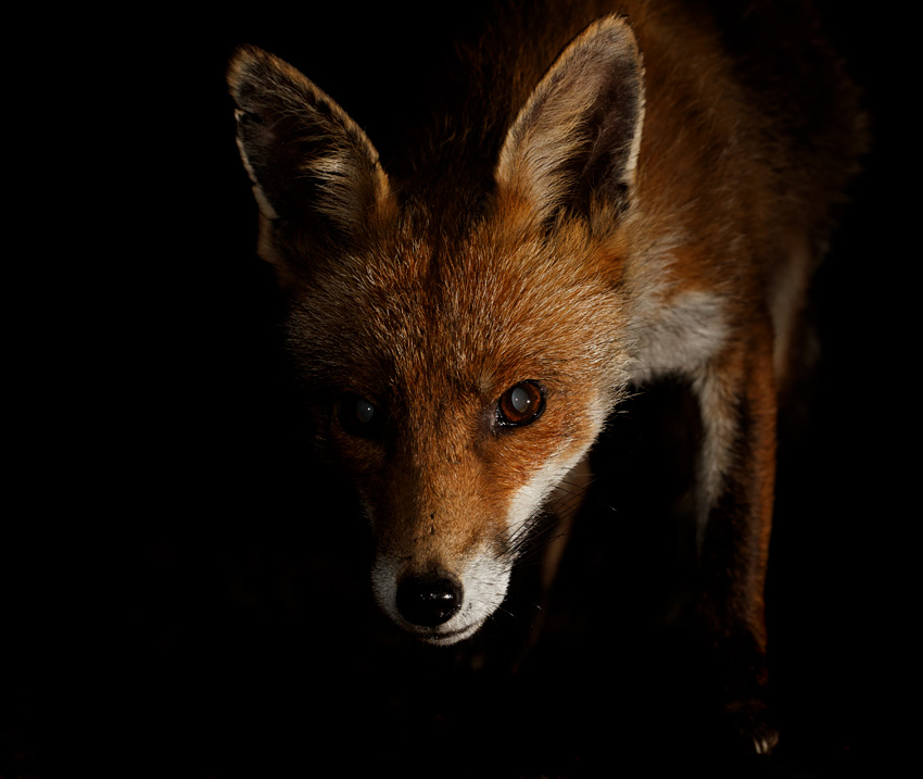 2105202105200924.jpg - Portrait of Wolfy the vixen