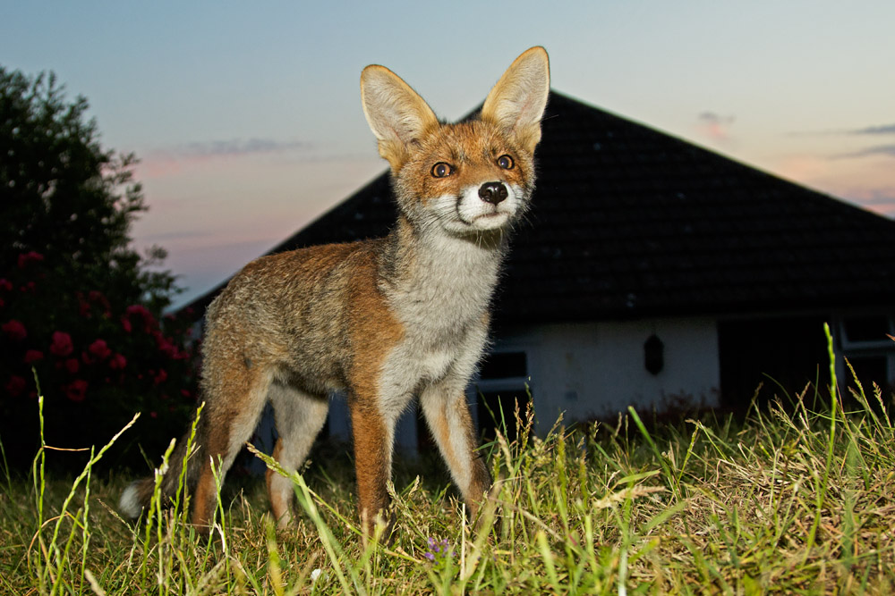 2106172106172431.jpg - Fox cubs in suburban garden