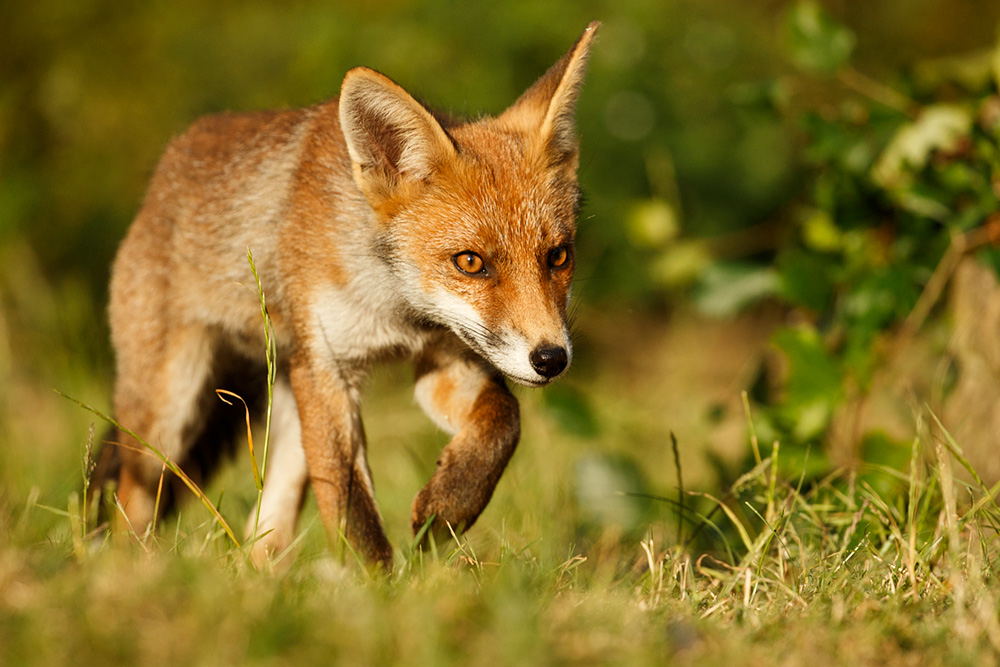 2106182106186794.jpg - Fox cub in late sunshine