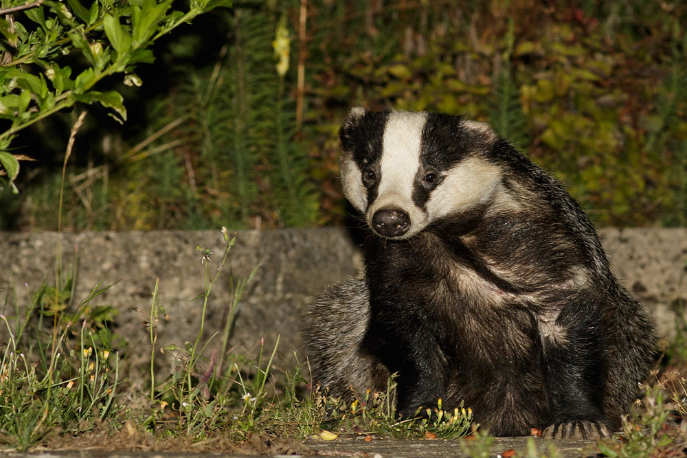 2107151807157494.jpg - Badger on rear patio