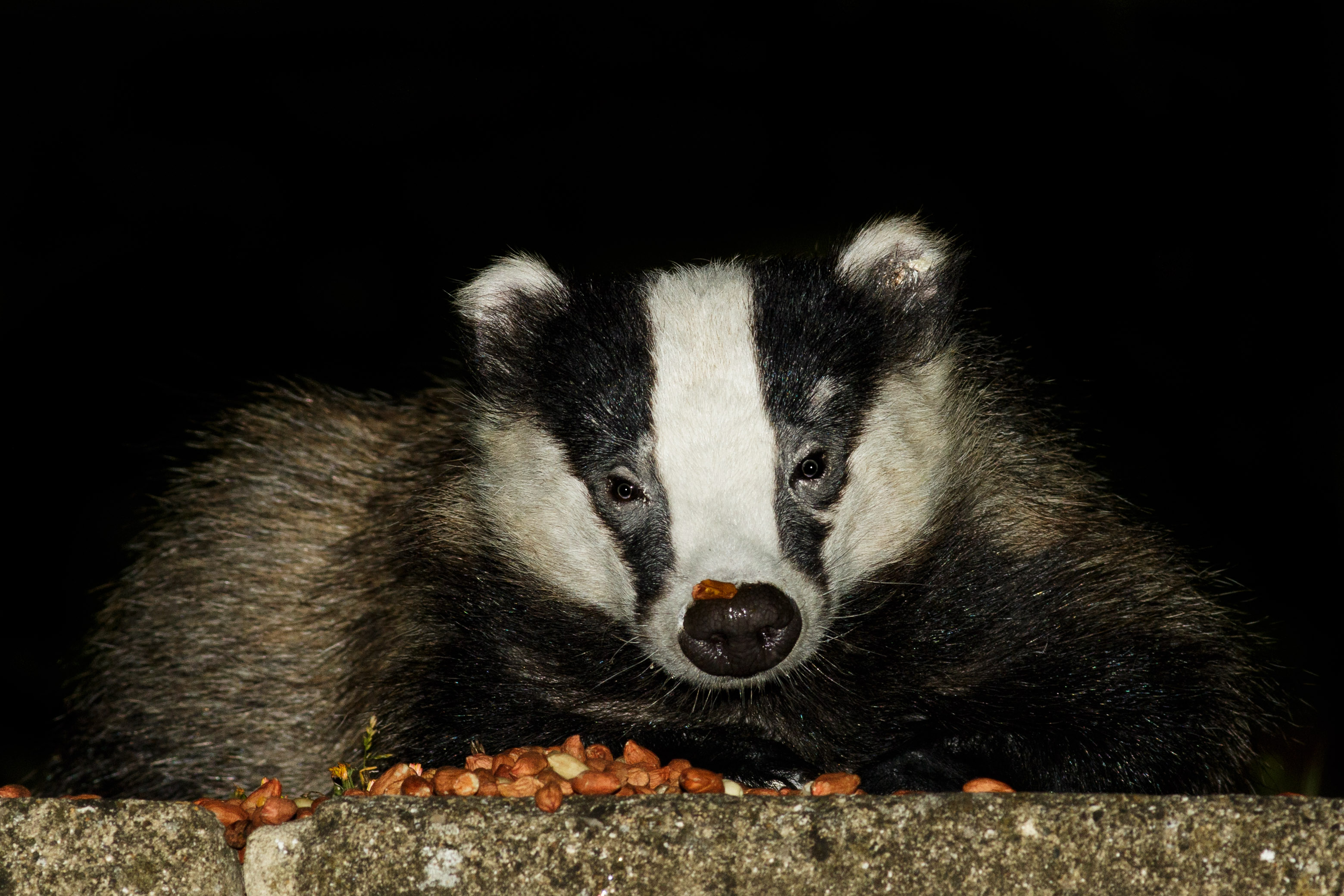 2107162007164213.jpg - Badger in the garden