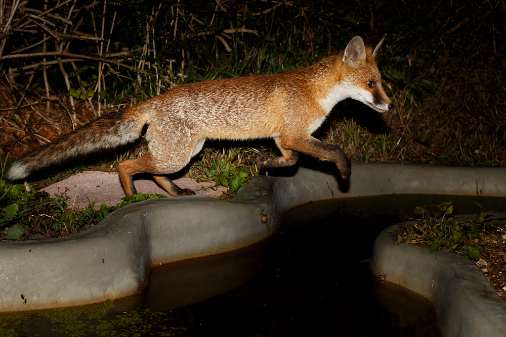 2107192107192677.jpg - Butch leaping over pond