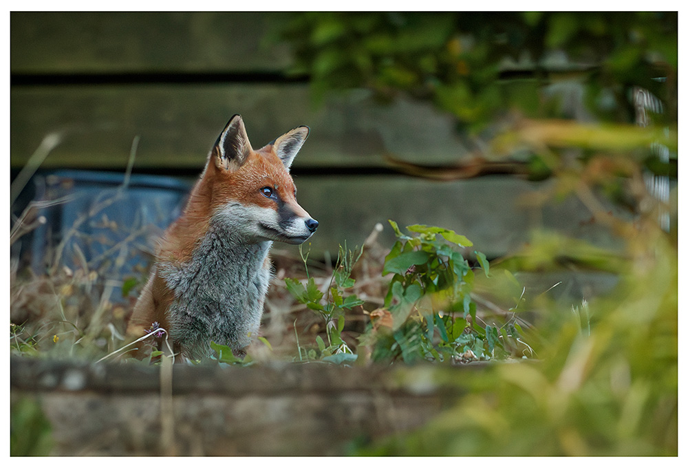 2107232107237529.jpg - Stripe hiding at the back of the garden