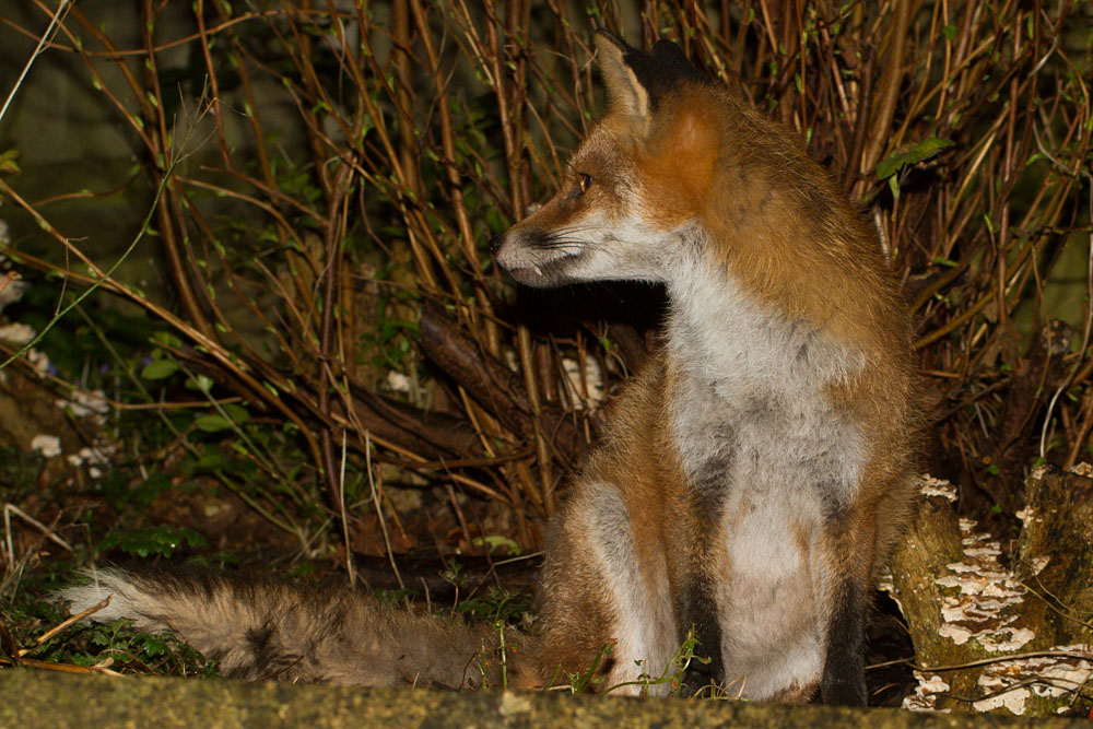2108141502141768.jpg - Fox (Pretty) sitting by shrub