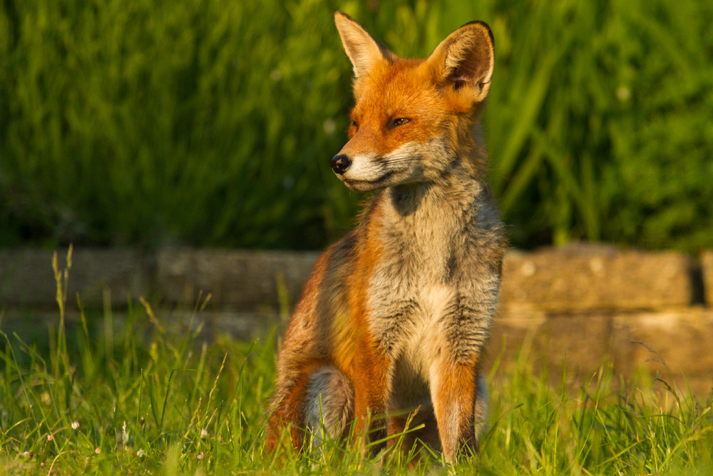 2108150706133443.jpg - Fox in sunshine