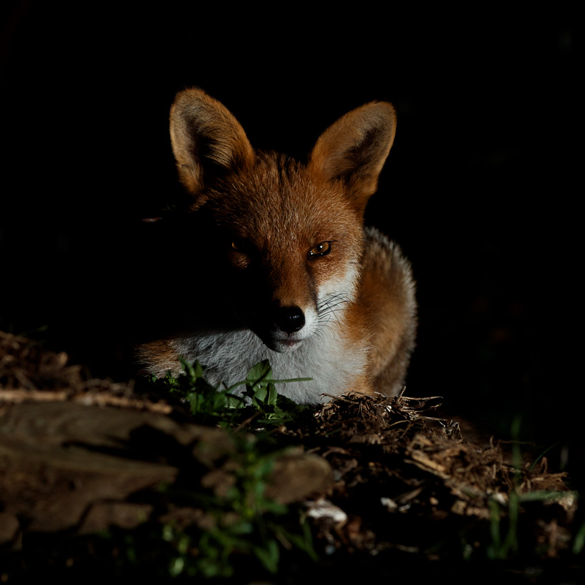 2109202209206600.jpg - Longtail resting on mound of earth