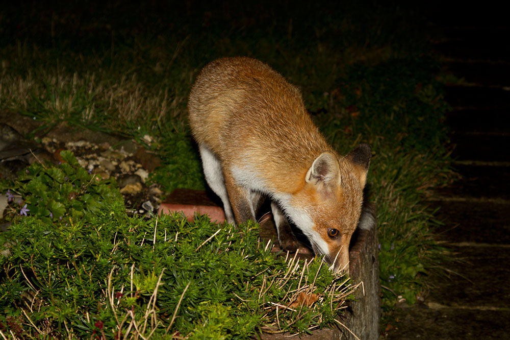 2110121710129999.jpg - young female urban fox (Vulpes vulpes) standing on a low wall in a garden in East Sussex at night.