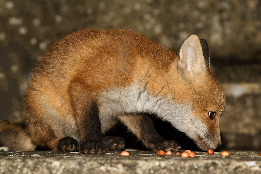 2111161305135115.jpg - Fox cub at about 3 months old