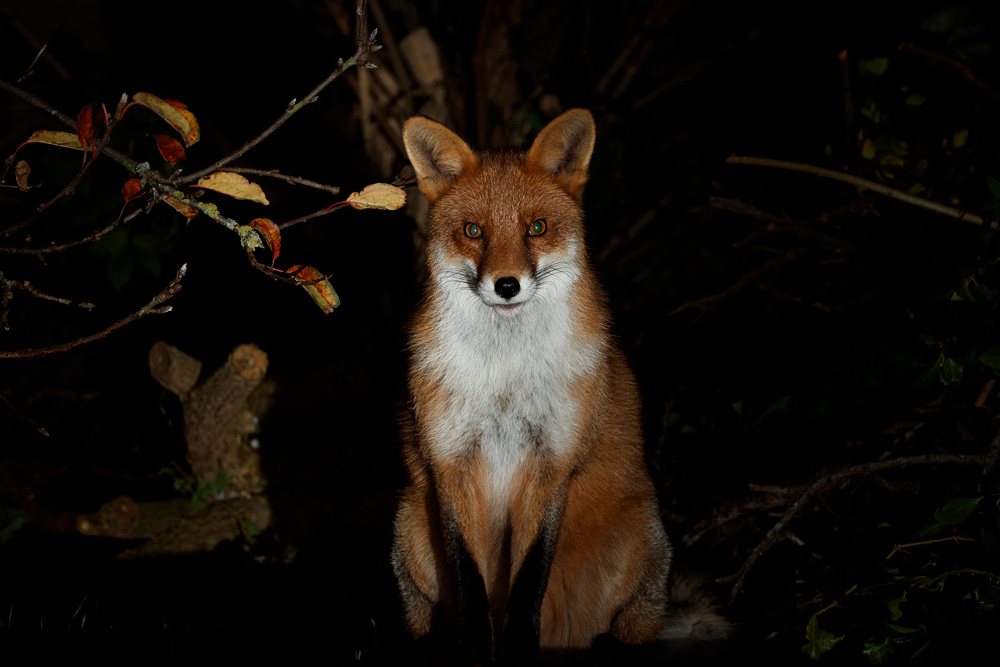 2111201911200482.jpg - Longtail on the decking