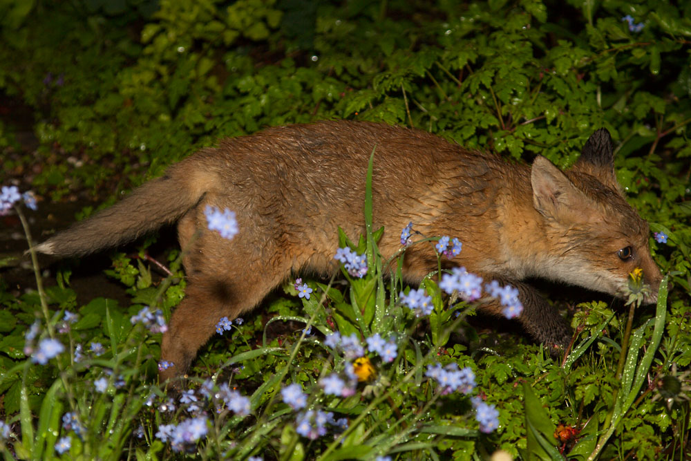 2112141405135284.jpg - Fox cub in the rain