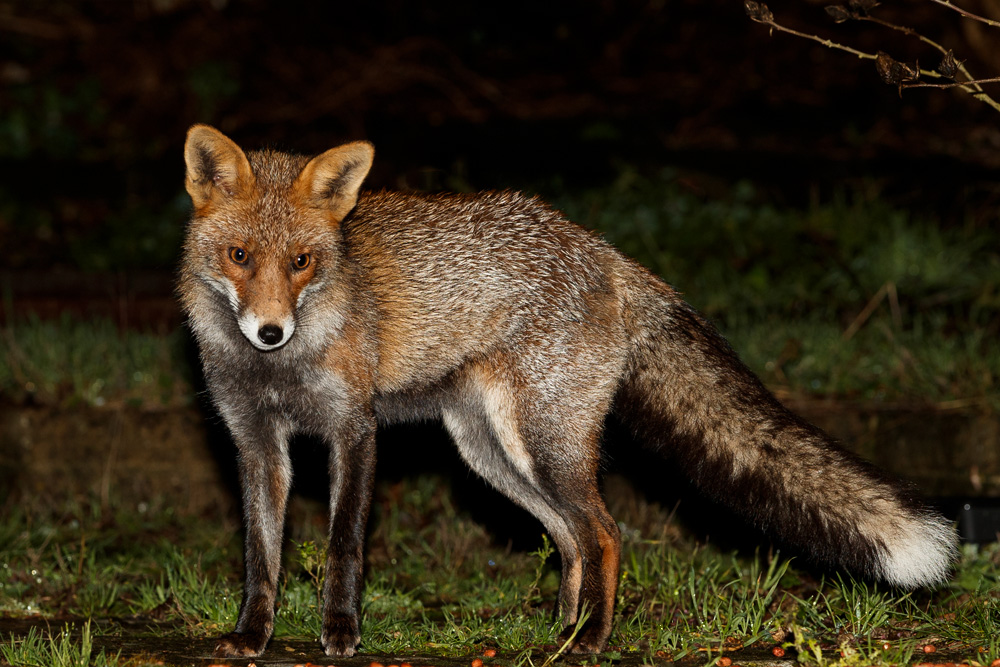 2112181912182560.jpg - Wolfy at night