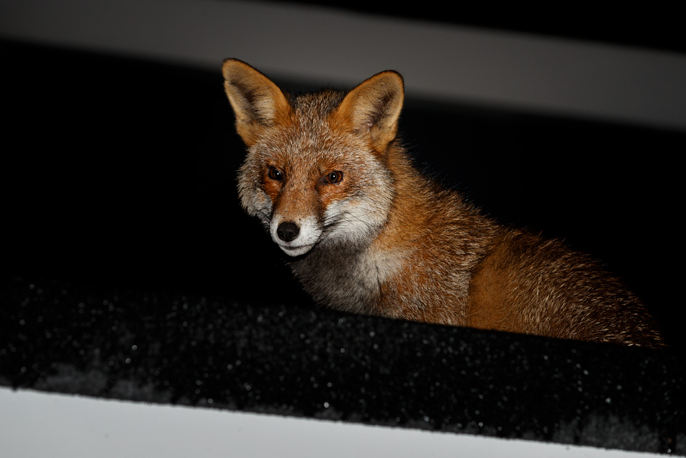 2112192112193007.jpg - Wolfy on the garage roof