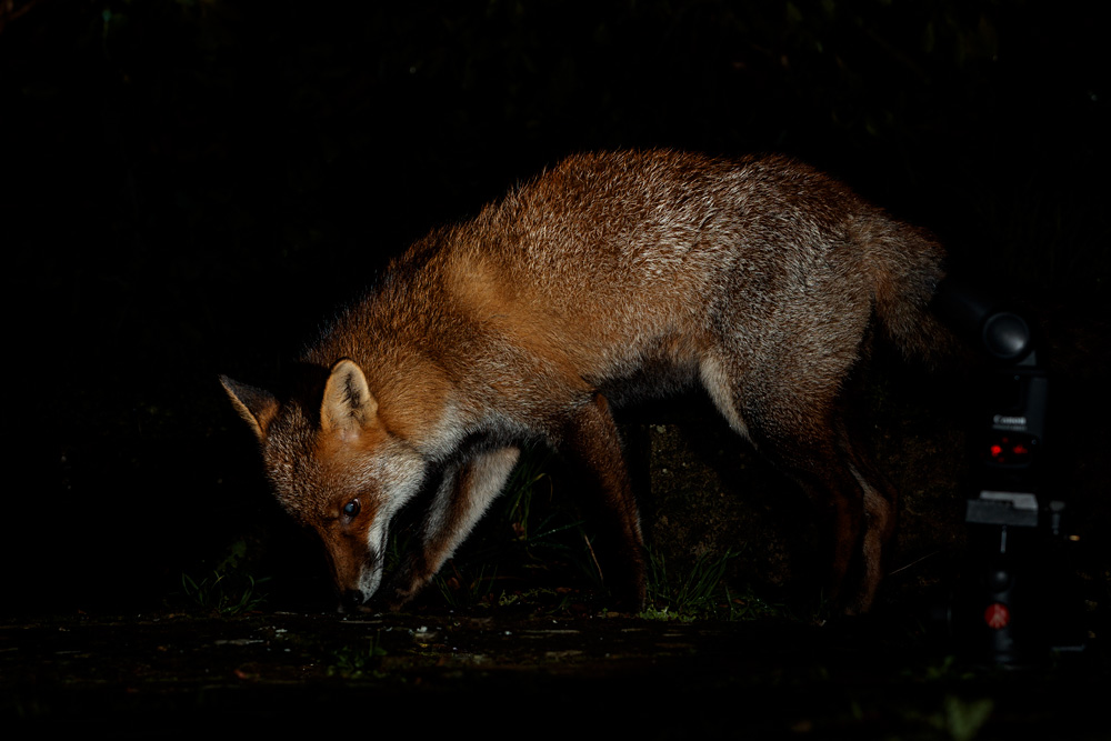 2112202012202251.jpg - Wolfy around the garden