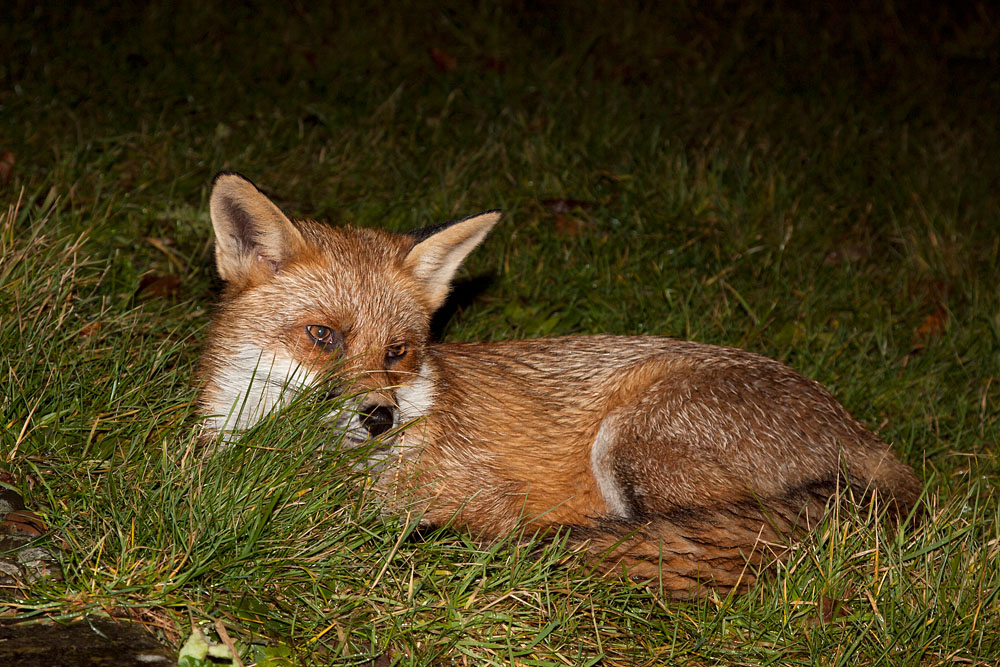 2201130701116196.jpg - Young male fox resting in a garden.