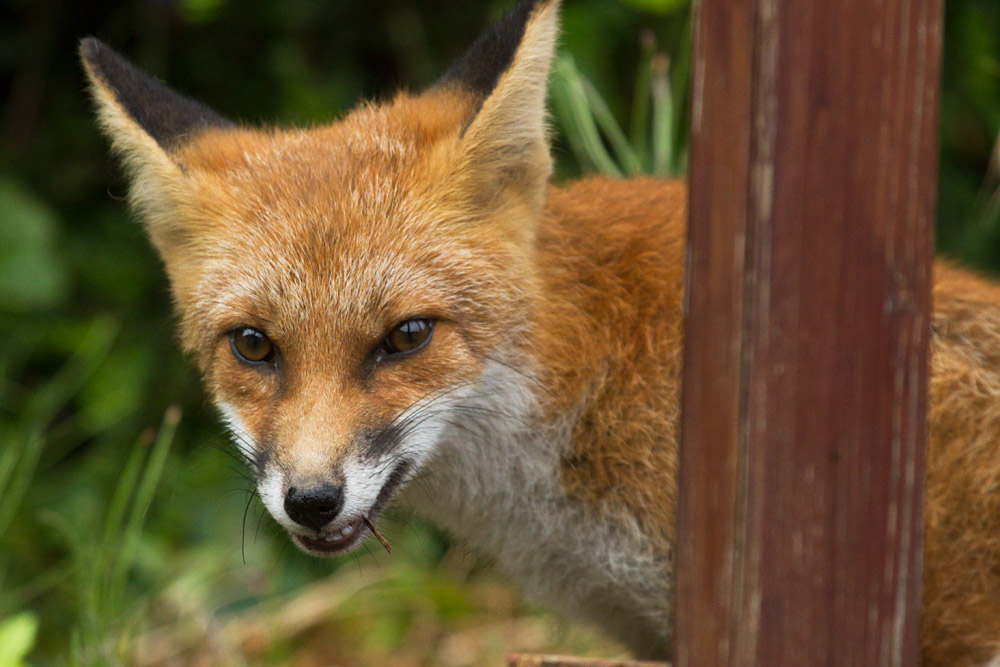2201162907134411.jpg - Young fox in the garden