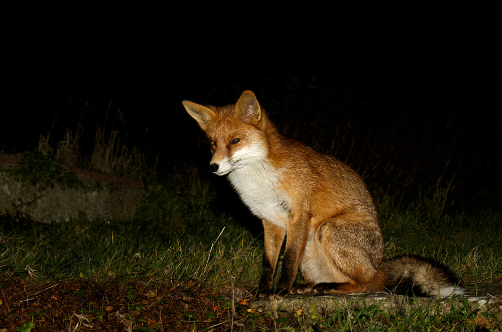 2201181901184227.jpg - Pretty Vixen at night