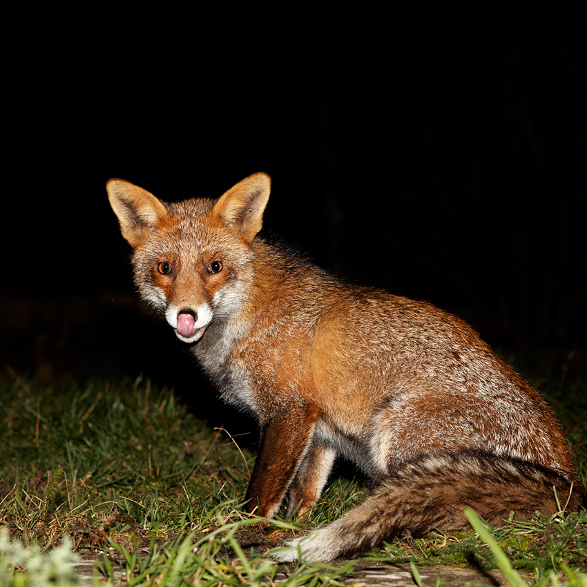 2201192101198279.jpg - Wolfy licking his nose
