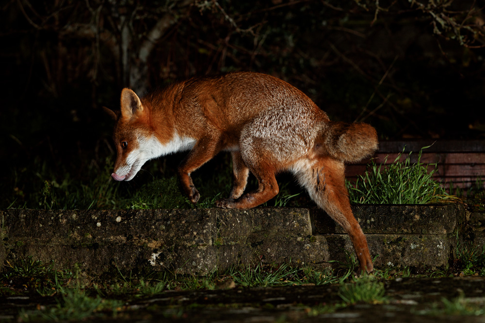 2201212201213134.jpg - Stumpy around the garden