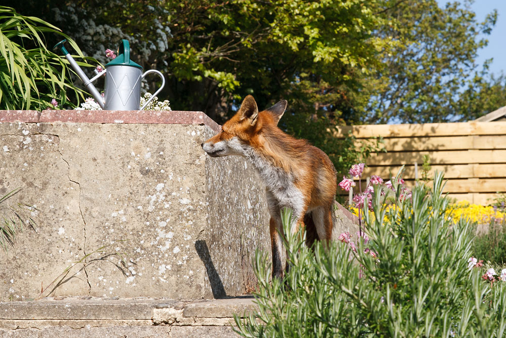 2202130505071847.jpg - Moulting fox (Vulpes vulpes) by low wall with watering can. East Sussex.
