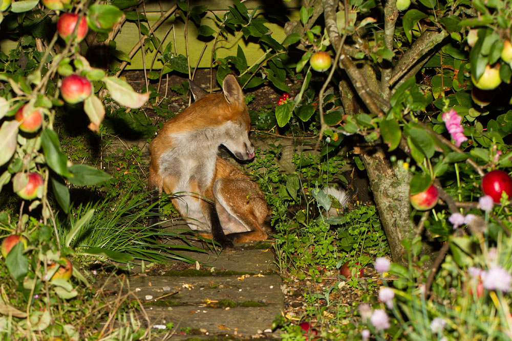 2202150408110039.jpg - Fox under the apple tree