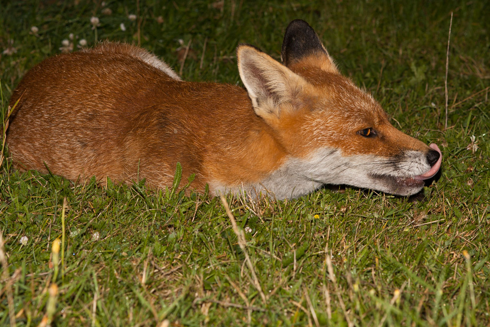 2202161208098634.jpg - Fox in the grass