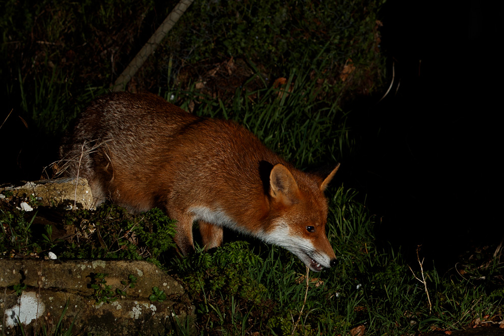 2202212102213708.jpg - Stumpy around the garden