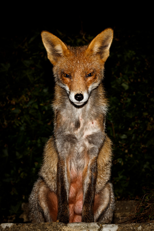 2203192103198807.jpg - Wolfy (vixen) at night