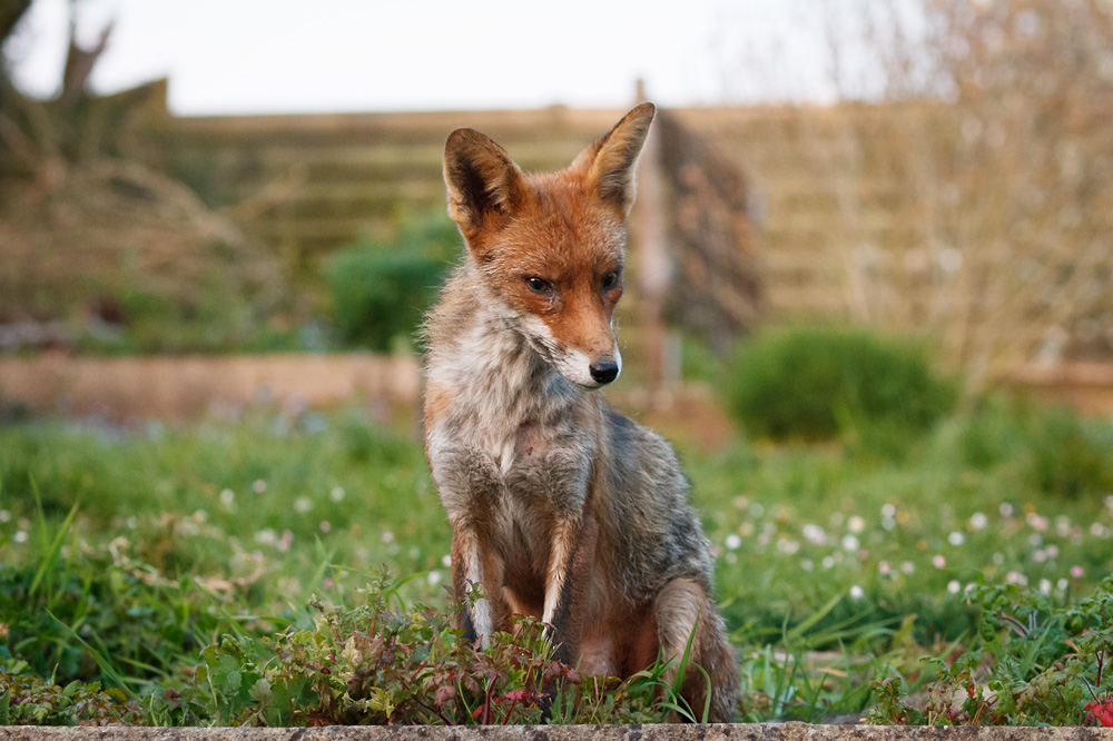 2204192104193673.jpg - Wolfy at dusk