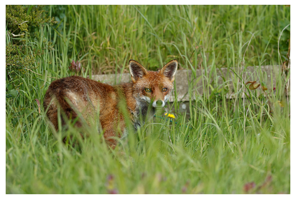 2204232104238569.jpg - Lopa in the long grass