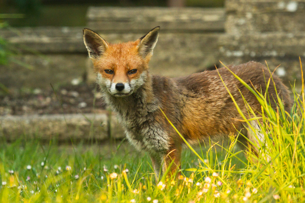 2205141405147749.jpg - Fox in late afternoon sunshine