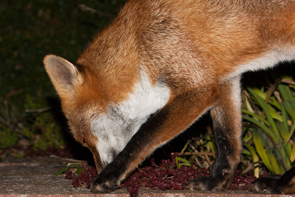 2205161510097136.jpg - Fox foraging