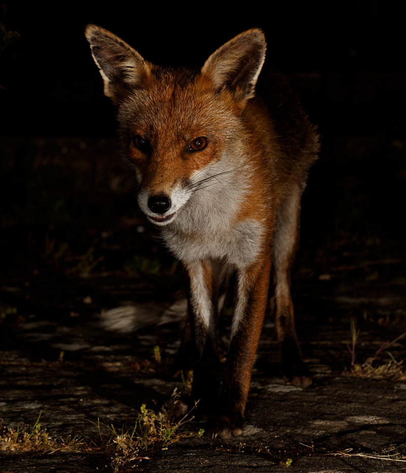 2205202105200948.jpg - Portrait of Wolfy the vixen