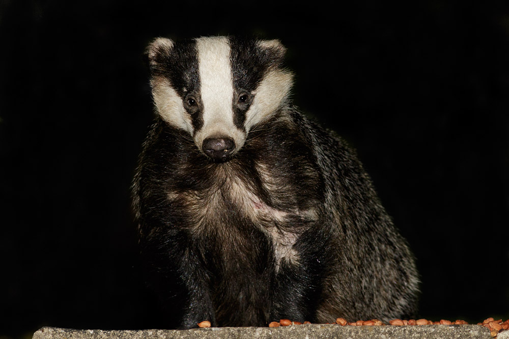 2207151807157501.jpg - Badger on rear patio