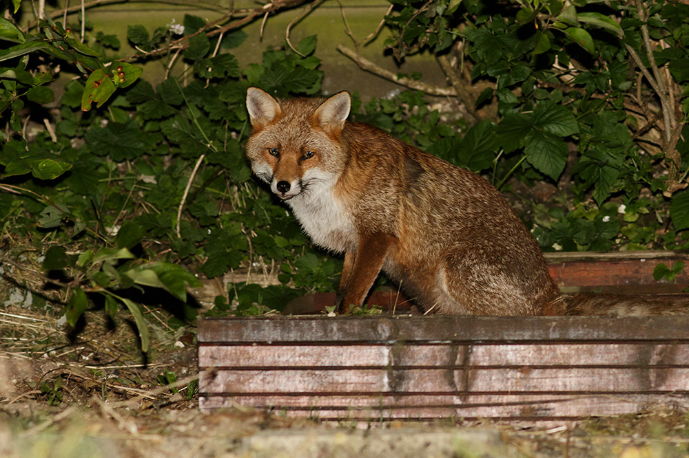 2207161907164099.jpg - Fox at the back of the garden