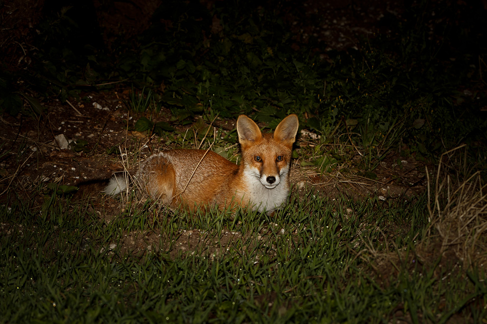 2208192108196272.jpg - Young VIxen