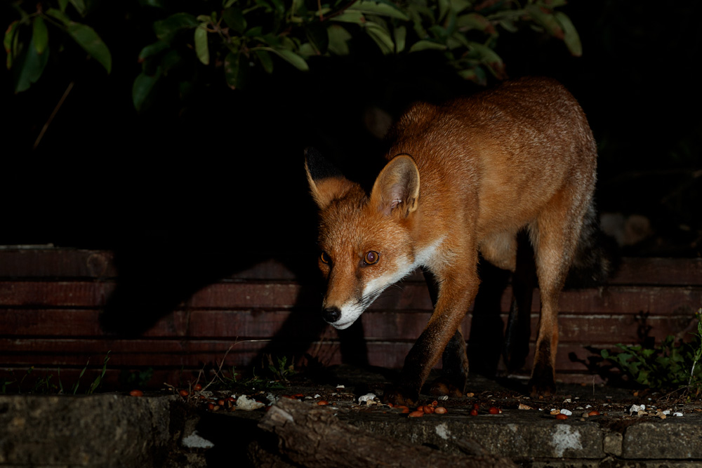 2208202308202613.jpg - Longtail at night