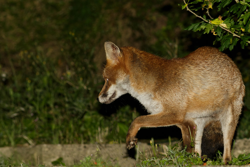 2209162109163752.jpg - Fox in garden