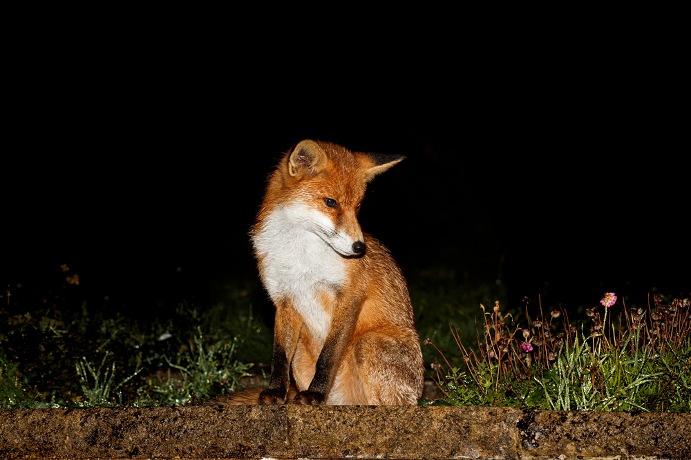 2209182209189641.jpg - Pretty Vixen at night