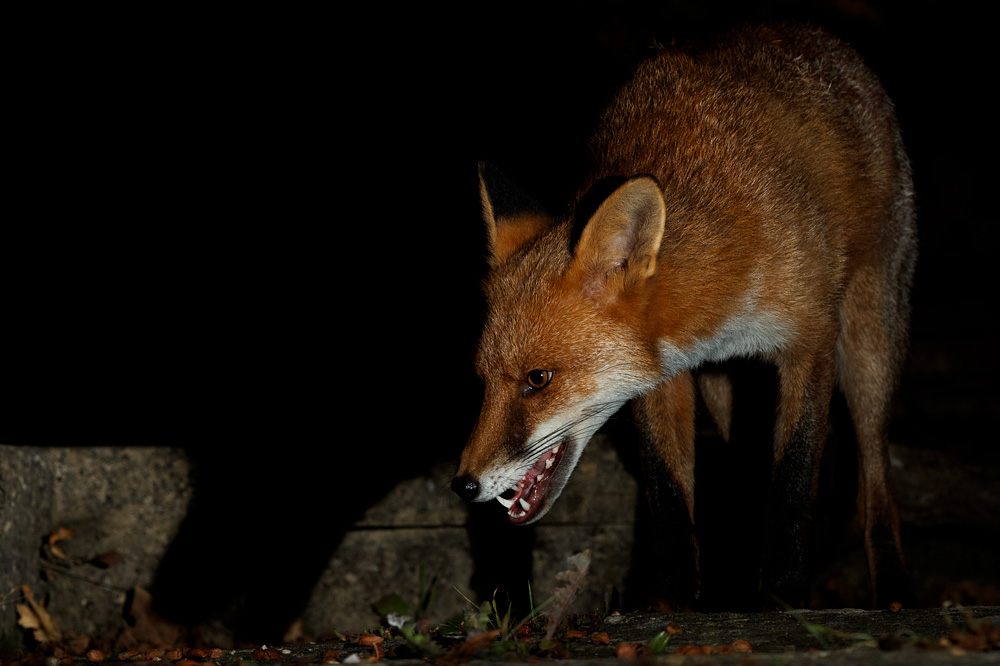 2209202209206559.jpg - Longtail at night