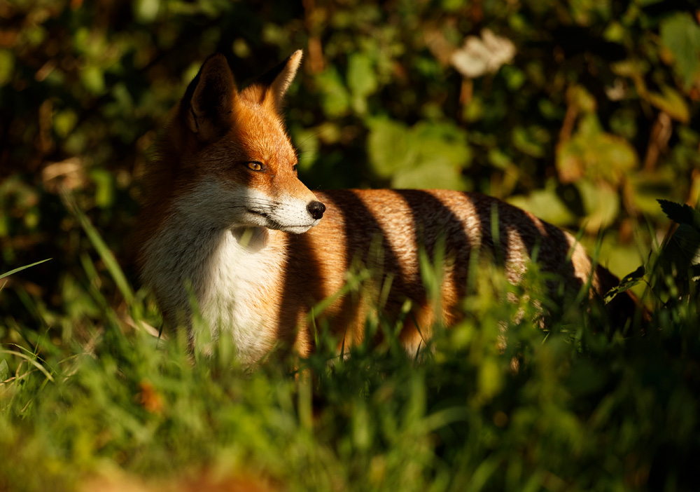 2210182210187684.jpg - Pretty Vixen lurking in the undergrowth