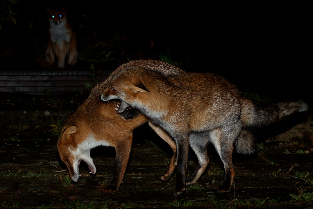 2210202210208800.jpg - Wolfy and Longtail