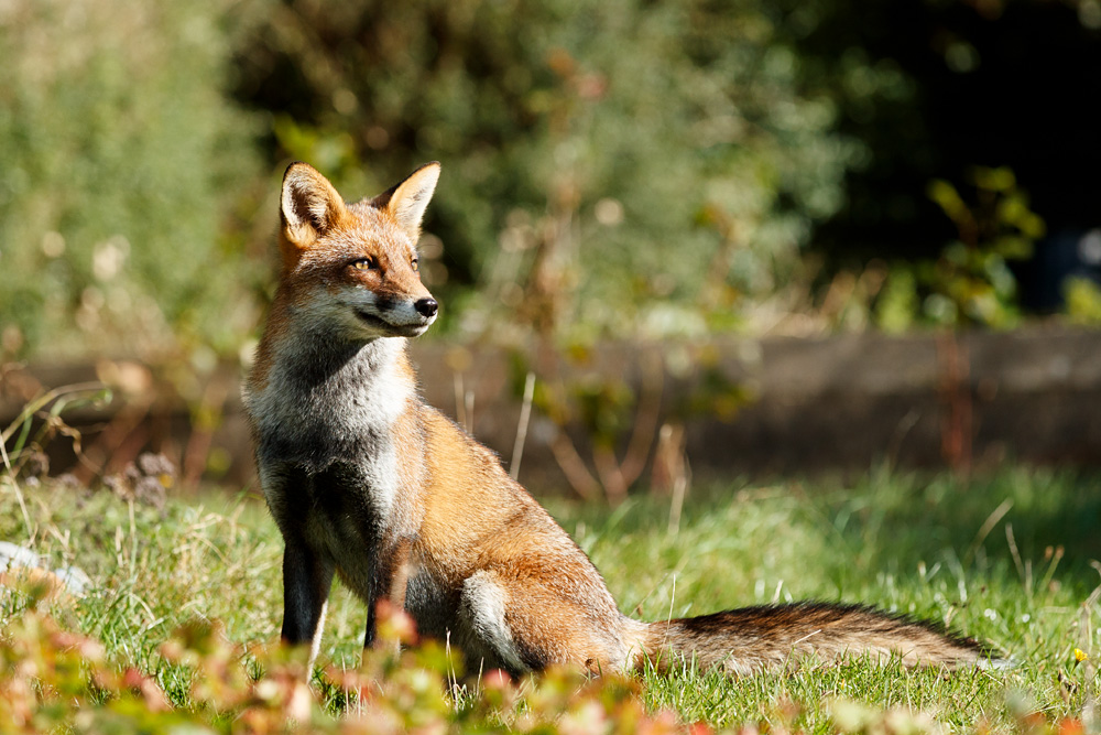2210212210212862.jpg - Loper in the sunshine
