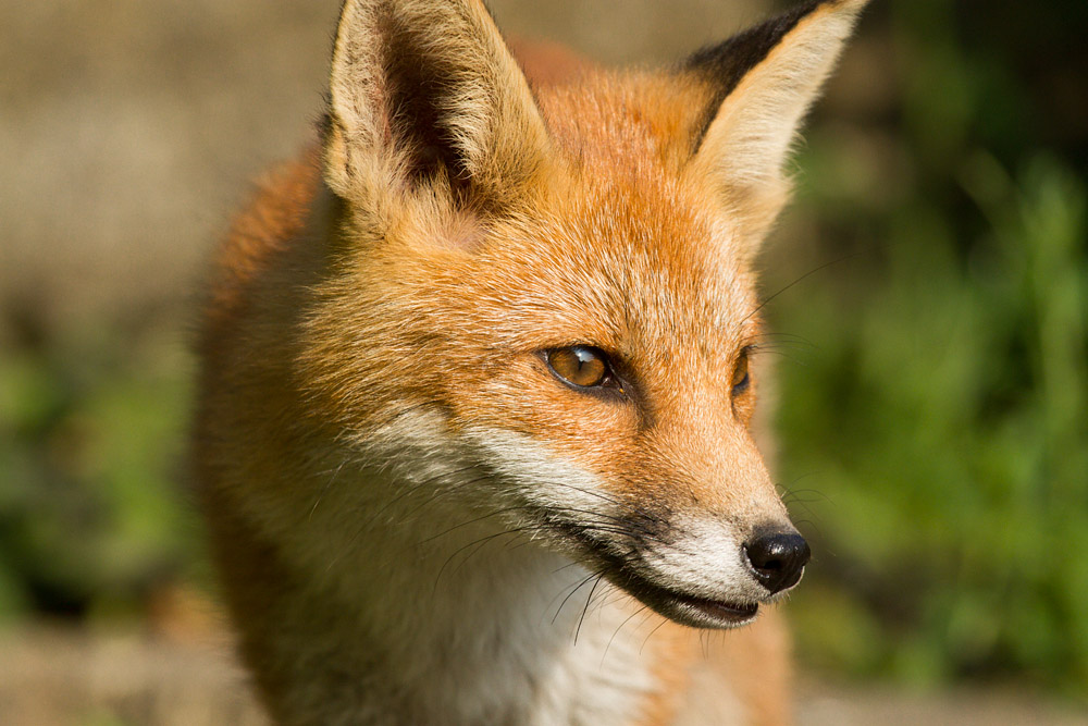 2211151007130131.jpg - Fox in sunshine
