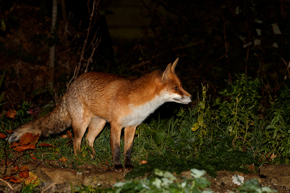 2211182211189418.jpg - Pretty in the garden