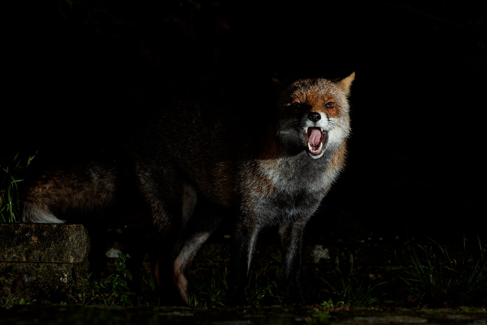 2211202211200631.jpg - Portrait of Wolfy