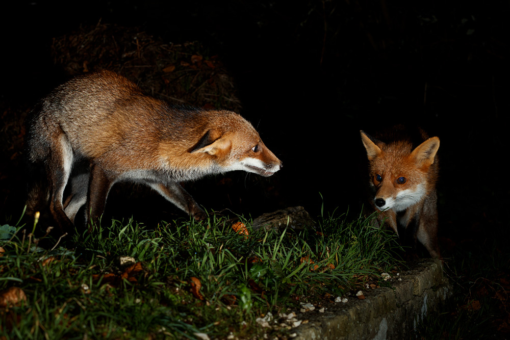 2211212211214992.jpg - Lopa and Stumpy