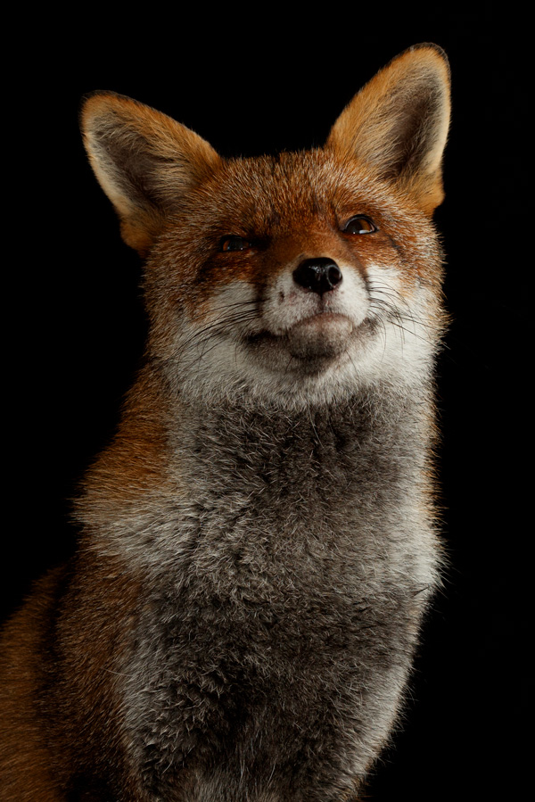 2211222211220737.jpg - Portrait of Lopa the vixen