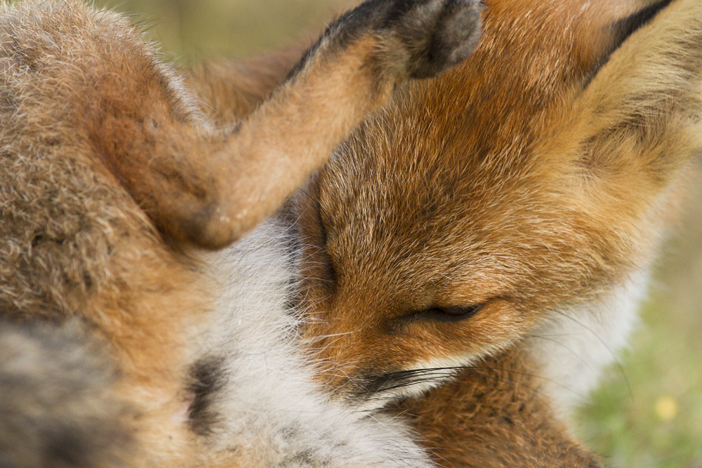 2212152107133415.jpg - Young fox grooming